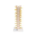 Thoracic Human Spinal Column Model - 3B Smart Anatomy