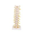 Thoracic Human Spinal Column Model - 3B Smart Anatomy....