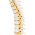 Thoracic Human Spinal Column Model - 3B Smart Anatomy......