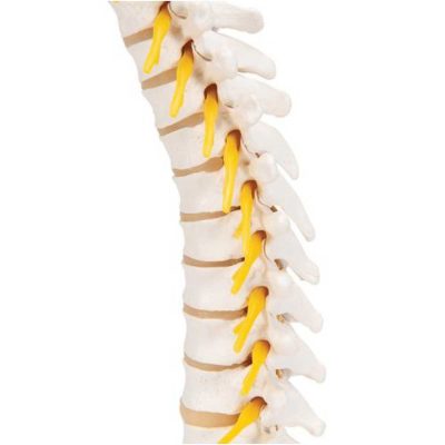 Thoracic Human Spinal Column Model - 3B Smart Anatomy......