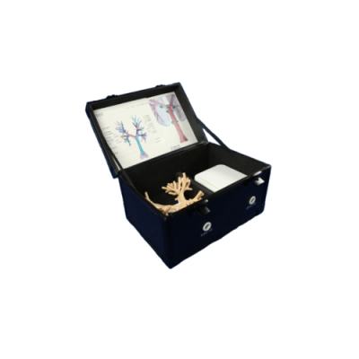 Endobronchial ultrasound (EBUS-TBNA) Training Model