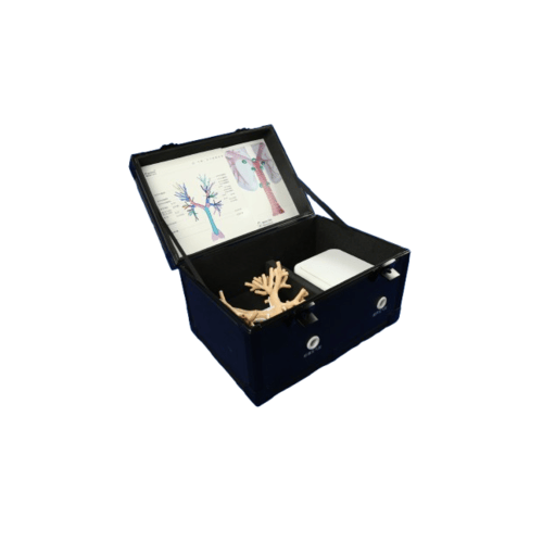 Endobronchial ultrasound (EBUS-TBNA) Training Model