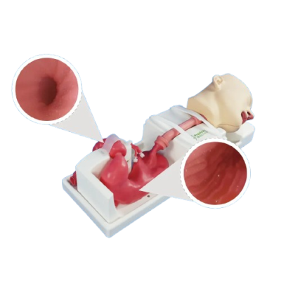 Upper Gastrointestinal Simulator