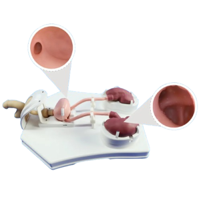 Urological Endoscope Training Model