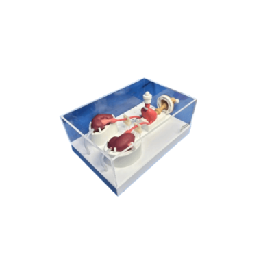 Urological Endoscope Training Model (Acrylic version)
